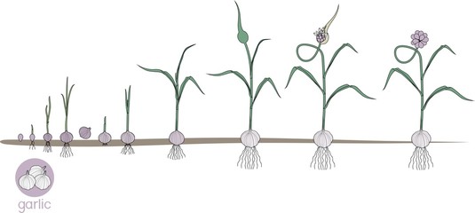 Garlic life cycle. Consecutive stages of growth from bulbil to flowering garlic plant. Plants showing root structure below ground level on vegetable patch