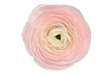 Ranunculus