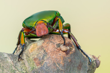 scarab beetle - Coelorrhina hornimani