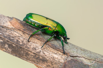 scarab beetle - Chlorocala africana