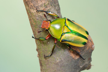scarab beetle - Coelorrhina hornimani