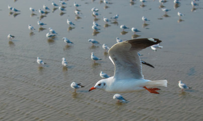 Seagulls are flying at the sea.