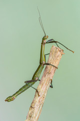 walking stick - periphetes forcipatus
