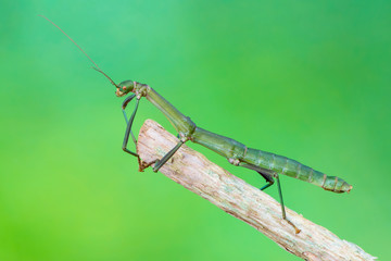 walking stick - periphetes forcipatus
