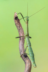 walking stick - periphetes forcipatus