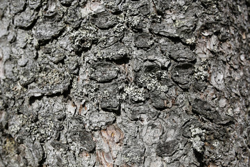 tree bark background or texture