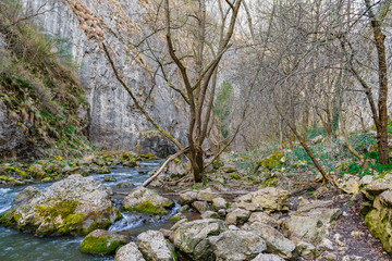 Spring Forest River 