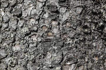tree bark background or texture