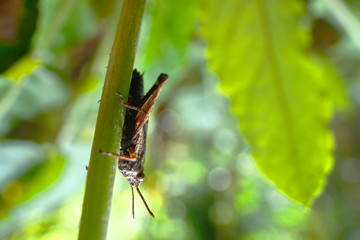 Langosta (acrididae)