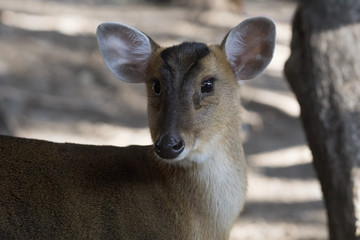 Hembra de Muntjac