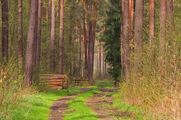 Leśna droga przez sosnowy las.