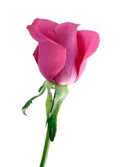 purple flower of rose close up