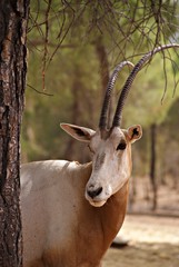 Oryx Dammah