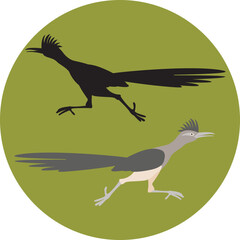 Roadrunner bird running  vector illustration flat style black silhouette