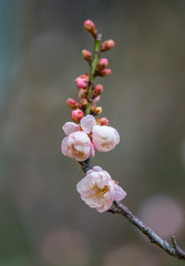 plum bloossom on black background