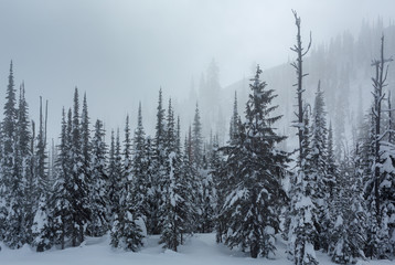 Snow Covered Winter Trees