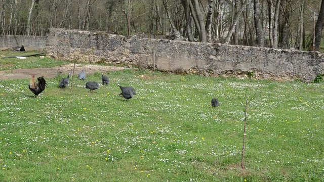 
Helmeted guineafowl farm in village. Numida meleagris