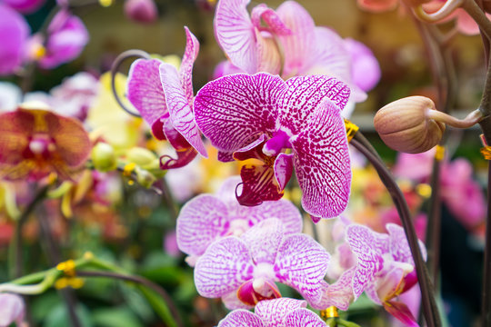 orchid flowers phalaenopsis