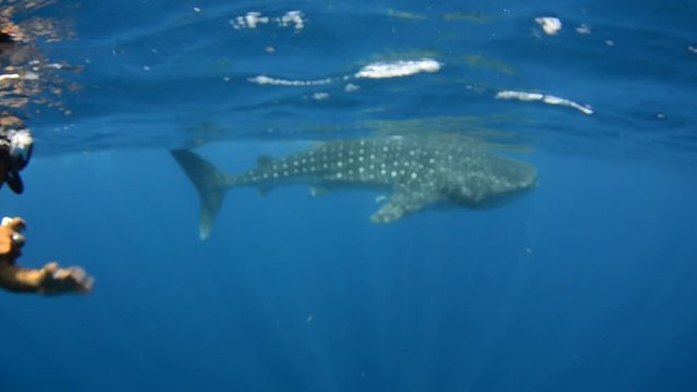 Whale Shark (rhincodon typus), the biggest fish in the ocean, a huge gentle plankton filterer giant,  swimming near the surface. La Paz Baja California sur, Mexico.