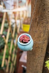  Miniature succulent plants in garden