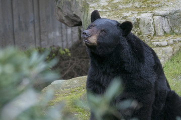 Obraz na płótnie Canvas Oso Baribal o American Black Bear 