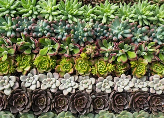  Miniature succulent plants in garden