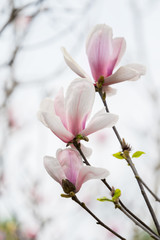 pink magnolia flower in garden