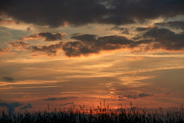 Fototapeta premium Evening in the field, sun shining on wildflowers or weeds