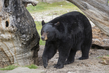 Oso Baribal o American Black Bear 