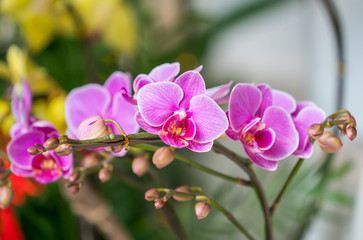 Fototapeta na wymiar orchid flowers phalaenopsis
