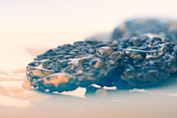 Fototapeta premium Honey on a flax crisps still life