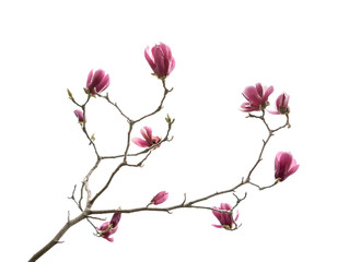 Naklejka premium Pink magnolia flowers isolated on white background