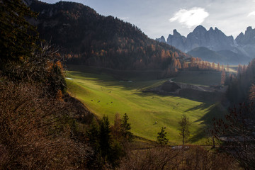 South Tyrolean Valley With Grazing Cows, Trentino Alto Adige Dolomites