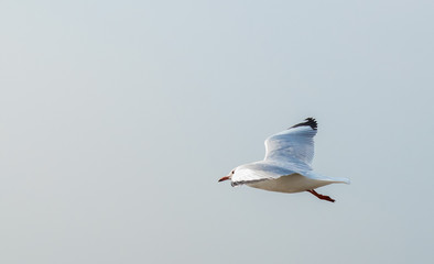 Seagulls are flying at the sea.