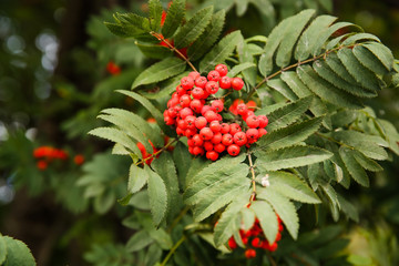 Rowan berries