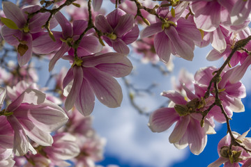 Magnolien Blüte im Frühling mit blauen Himmel und Sonnenschein