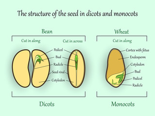 Vector education botany banner, structure monocot and dicot plant seeds in a cut sections. Agricultural biology soil and ecolody science illustration. - obrazy, fototapety, plakaty