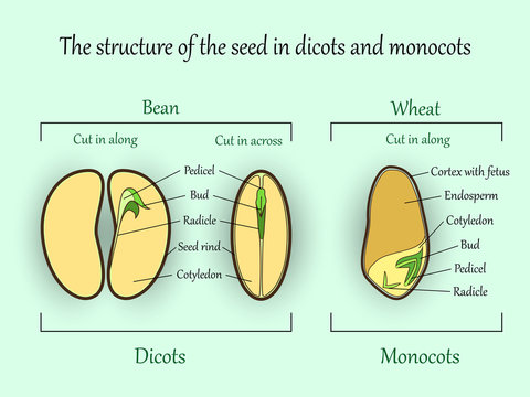 Vector education botany banner, structure monocot and dicot plant seeds in a cut sections. Agricultural biology soil and ecolody science illustration.