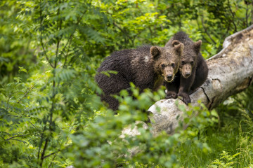 Cute brown grizzly bear cubs Ursus arctos playing in dense bush on fallen tree with fresh grass around in deep forest. Wildlife photography scene of secret animal family life in nature habitat.