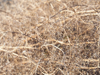 Close-up view of dry gypsophila paniculata flowers. Herbarium natural background