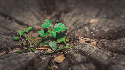 Green Plant Growth