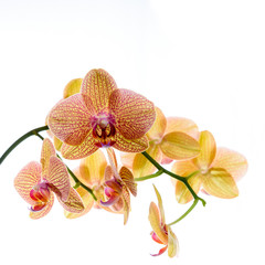 Orchidee isoliert
