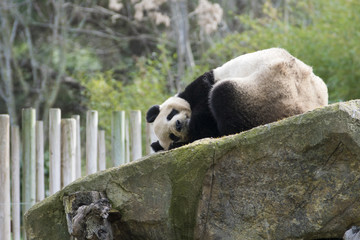 Oso panda durmiendo una siesta