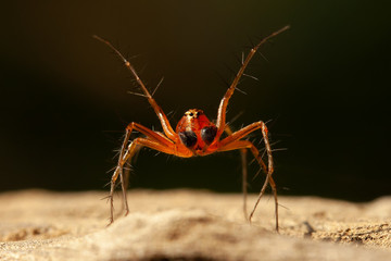 jumping spider