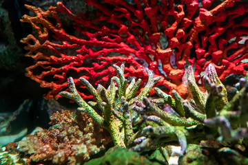 Naklejka na ściany i meble Coral Reef in Sunlightmarine aquarium.