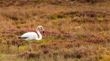 White flamingo in brown field