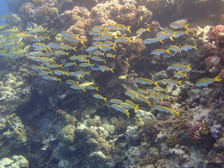 Fototapeta na wymiar Group of fish in the Red Sea.
