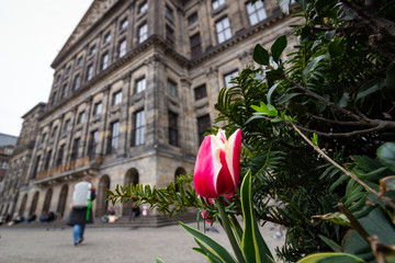 Tulip