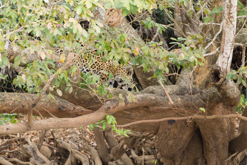 Jaguar from Pantanal, Brazil