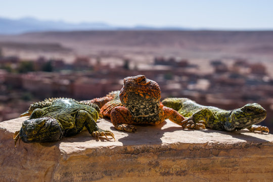 Tres Lagartos Verde y Naranja Posando En Ouarzazate  Marruecos Ait Ben Haddou